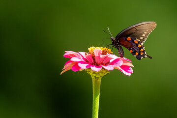 A pipevine butterfly feeding a flower