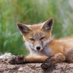 Sweet little Red Fox kit looking at photographer after waking up from nap on den
