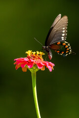 A pipevine butterfly feeding a flower