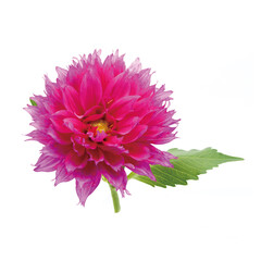 Dahlia is a perennial herbaceous flower of the Asteraceae family, with bright colors including red, purplish red, pink, and yellow.
