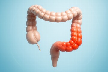 Anatomical Illustration of the Human Large Intestine Highlighting Structure, Function, and Various Sections of the Colon in a Detailed Design