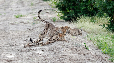 Cheetah family play fighting on a sandy road