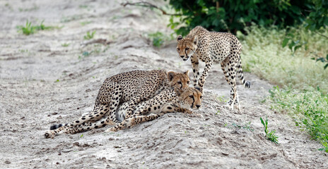 Cheetah family play fighting on a sandy road