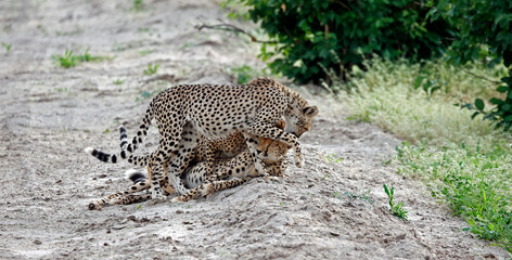 Cheetah family play fighting on a sandy road