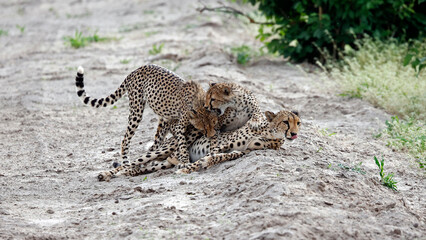 Cheetah family play fighting on a sandy road