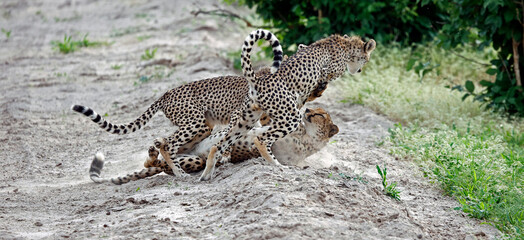 Cheetah family play fighting on a sandy road