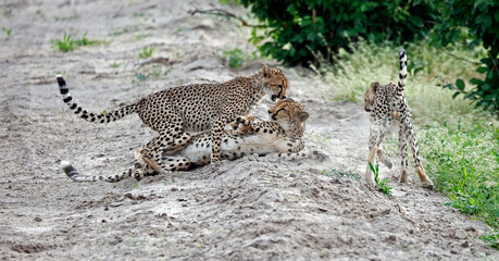 Cheetah family play fighting on a sandy road