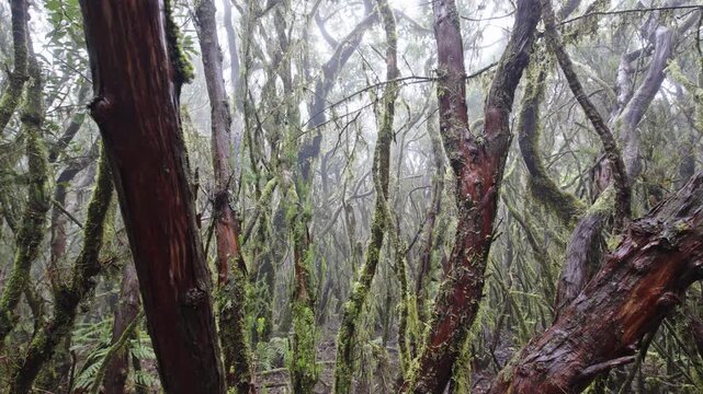 Foggy forest in Parque Rural de Anaga with tall trees and lush greenery