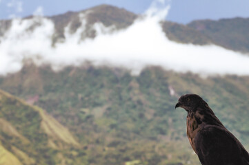 Peregrine Falcon With Clouds Over A Mountain In The Background, Toraja, Sulawesi, Indonesia