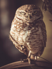 Winking burrowing owl on tree branch