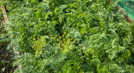 Top view of densely growing carrot greens in a garden bed