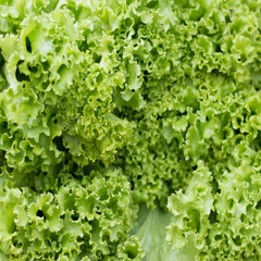 Detail of Crisp green lettuce leaves