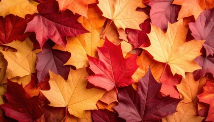 Fototapeta premium Autumn Leaves Background