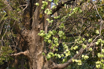 Holoptelea or Indian Elm tree. It  is a genus of deciduous trees in the family Ulmaceae. Bark and leaves are used for treating oedema, diabetes, leprosy and other skin diseases, intestinal disorders.
