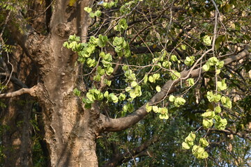 Fototapeta premium Holoptelea or Indian Elm tree. It &nbsp;is a&nbsp;genus&nbsp;of deciduous trees in the family&nbsp;Ulmaceae. Bark and leaves are used for treating oedema, diabetes, leprosy and other skin diseases, intestinal disorders. 
