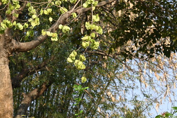 Holoptelea or Indian Elm tree. It  is a genus of deciduous trees in the family Ulmaceae. Bark and leaves are used for treating oedema, diabetes, leprosy and other skin diseases, intestinal disorders.
