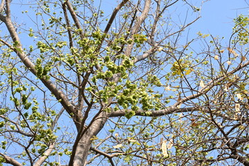 Holoptelea or Indian Elm tree. It  is a genus of deciduous trees in the family Ulmaceae. Bark and leaves are used for treating oedema, diabetes, leprosy and other skin diseases, intestinal disorders.
