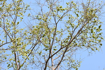 Holoptelea or Indian Elm tree. It  is a genus of deciduous trees in the family Ulmaceae. Bark and leaves are used for treating oedema, diabetes, leprosy and other skin diseases, intestinal disorders.
