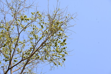 Holoptelea or Indian Elm tree. It  is a genus of deciduous trees in the family Ulmaceae. Bark and leaves are used for treating oedema, diabetes, leprosy and other skin diseases, intestinal disorders.
