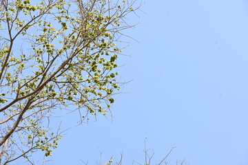 Holoptelea or Indian Elm tree. It  is a genus of deciduous trees in the family Ulmaceae. Bark and leaves are used for treating oedema, diabetes, leprosy and other skin diseases, intestinal disorders.
