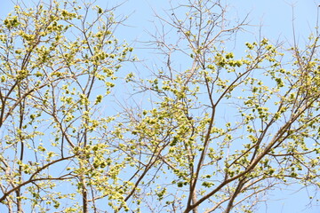 Holoptelea or Indian Elm tree. It  is a genus of deciduous trees in the family Ulmaceae. Bark and leaves are used for treating oedema, diabetes, leprosy and other skin diseases, intestinal disorders.
