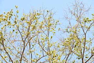 Holoptelea or Indian Elm tree. It  is a genus of deciduous trees in the family Ulmaceae. Bark and leaves are used for treating oedema, diabetes, leprosy and other skin diseases, intestinal disorders.
