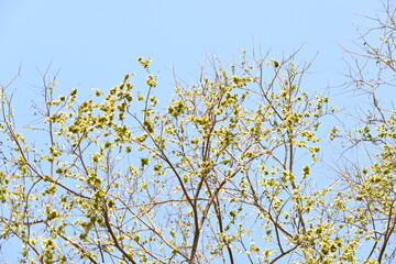 Holoptelea or Indian Elm tree. It  is a genus of deciduous trees in the family Ulmaceae. Bark and leaves are used for treating oedema, diabetes, leprosy and other skin diseases, intestinal disorders.
