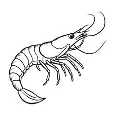 Detailed line art illustration of a shrimp perfect for seafood menus culinary designs and ocean themes