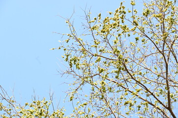 Holoptelea or Indian Elm tree. It  is a genus of deciduous trees in the family Ulmaceae. Bark and leaves are used for treating oedema, diabetes, leprosy and other skin diseases, intestinal disorders.
