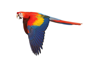 Colorful flying Scarlet Macaw parrot isolated on transparent background png file