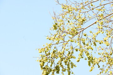 Holoptelea or Indian Elm tree. It  is a genus of deciduous trees in the family Ulmaceae. Bark and leaves are used for treating oedema, diabetes, leprosy and other skin diseases, intestinal disorders.
