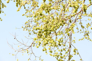 Holoptelea or Indian Elm tree. It  is a genus of deciduous trees in the family Ulmaceae. Bark and leaves are used for treating oedema, diabetes, leprosy and other skin diseases, intestinal disorders.

