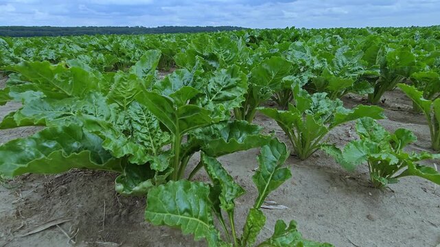 A thriving sugar beet plantation in a rural setting, showcasing rows of lush green plants under a sky populated with gentle clouds, representing agricultural prosperity and natural cultivation.