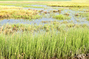 Waterways in a wetland in Iowa with snake grass and standing water. 