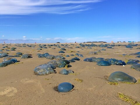 Close-up of a smack of dead blue Jellyfish washed up on beach in summer, Fanoe, Jutland, Denmark