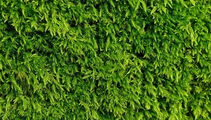 Close Up View Of Vibrant Green Moss Texture