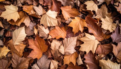 Autumn Leaves Covering Forest Floor