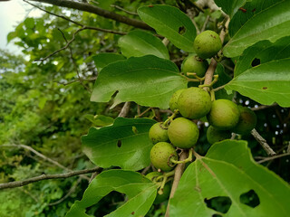 Wild Indian woody-fruited jujube, Ziziphus caracutta fruit on tree 