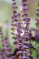Close-up of blooming Ararat basil with vibrant purple flowers in a summer garden. Aromatic herb used in cooking and herbal medicine. Selective focus and soft background.
