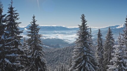 Drone flying above snowy pine forest revealing breathtaking view of winter mountain landscape with snow covered slopes and low clouds covering valley on sunny day. Winter wild nature travel background