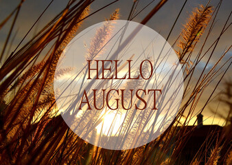 Hello August greeting on a golden sunset grass and sky background.Summer season concept.