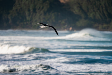 Seagulls flying over the Atlantic in Brazil