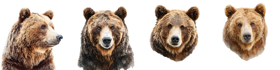 Brown Bear Portrait Set: Wildlife Animal Headshot Watercolor