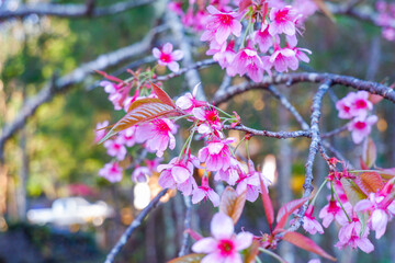 Sakura tree in garden and sky,mountain landscape,Cherry Blossoms,sakura japan tree,morning light in...