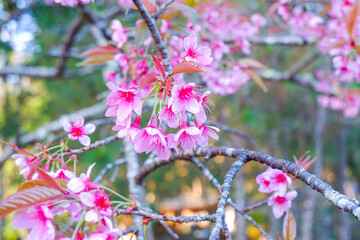 Sakura tree in garden and sky,mountain landscape,Cherry Blossoms,sakura japan tree,morning light in...