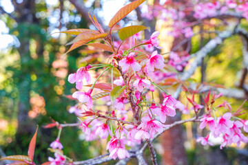 Sakura tree in garden and sky,mountain landscape,Cherry Blossoms,sakura japan tree,morning light in...