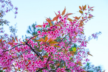 Sakura tree in garden and sky,mountain landscape,Cherry Blossoms,sakura japan tree,morning light in...