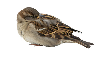 Common barn swallow birds is sleeping 