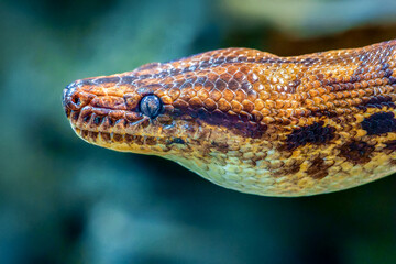 Portrait of a  Rainbow boa in a vivarium. Epicrates cenchria, ZooParc de Beauval, Saint Aignan sur Cher, Loir et Cher 41, Région Pays de la Loire, France, European Union, Europe