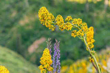 Close up of yellow wildflowers growing in a mountain meadow, creating a vibrant display of color against a blurred green background